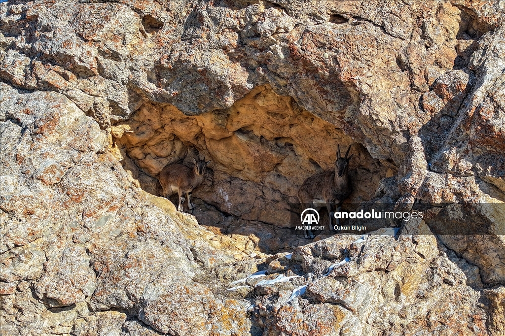 Wild goat population grows in eastern Turkiye