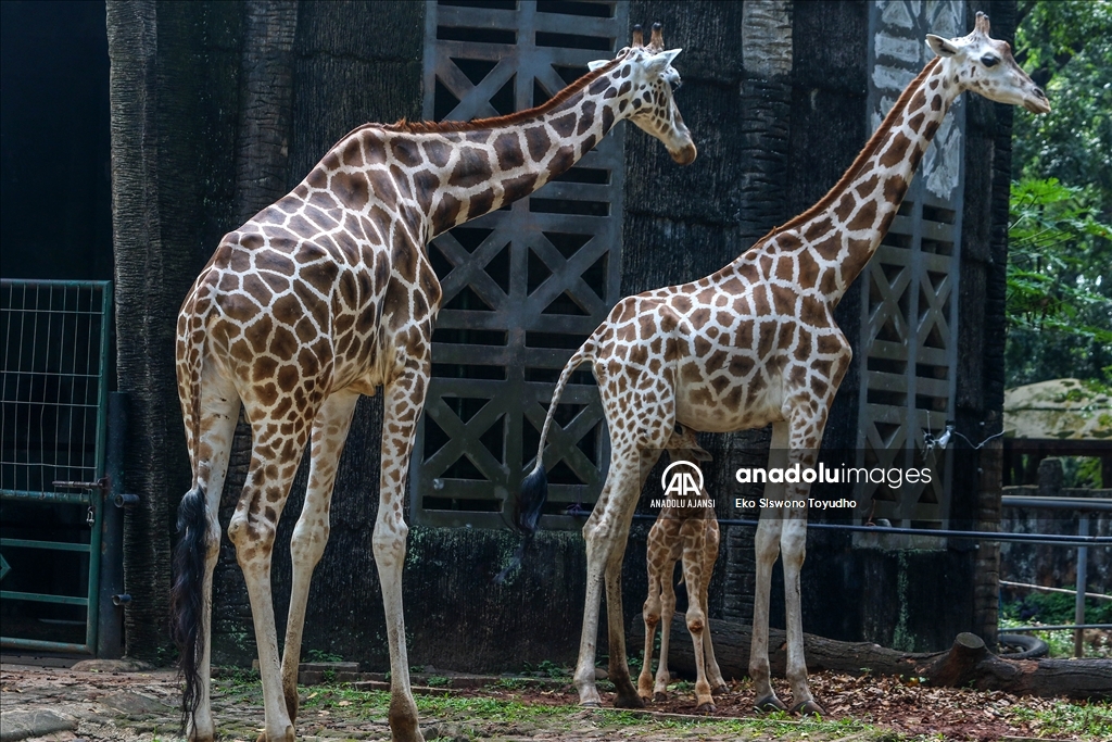 Cakarta'daki Ragunan Vahşi Yaşam Parkı yeni zürafa yavrusu Rajaka’yı ağırlıyor