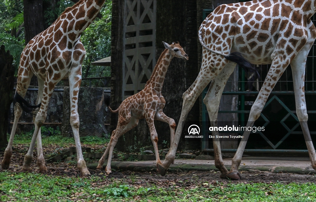 Cakarta'daki Ragunan Vahşi Yaşam Parkı yeni zürafa yavrusu Rajaka’yı ağırlıyor