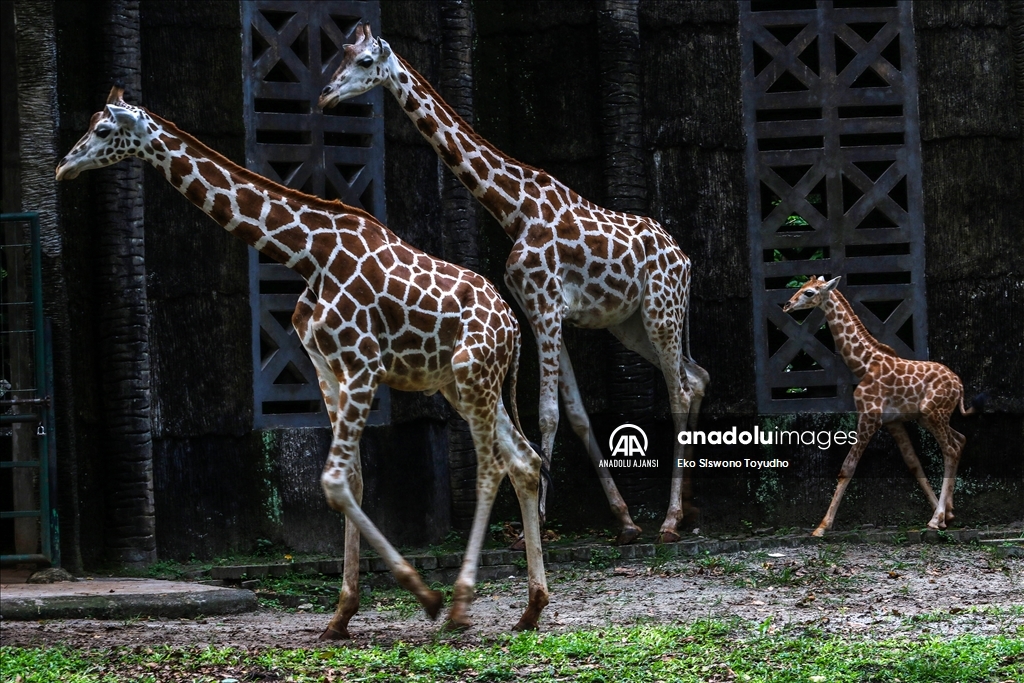 Cakarta'daki Ragunan Vahşi Yaşam Parkı yeni zürafa yavrusu Rajaka’yı ağırlıyor