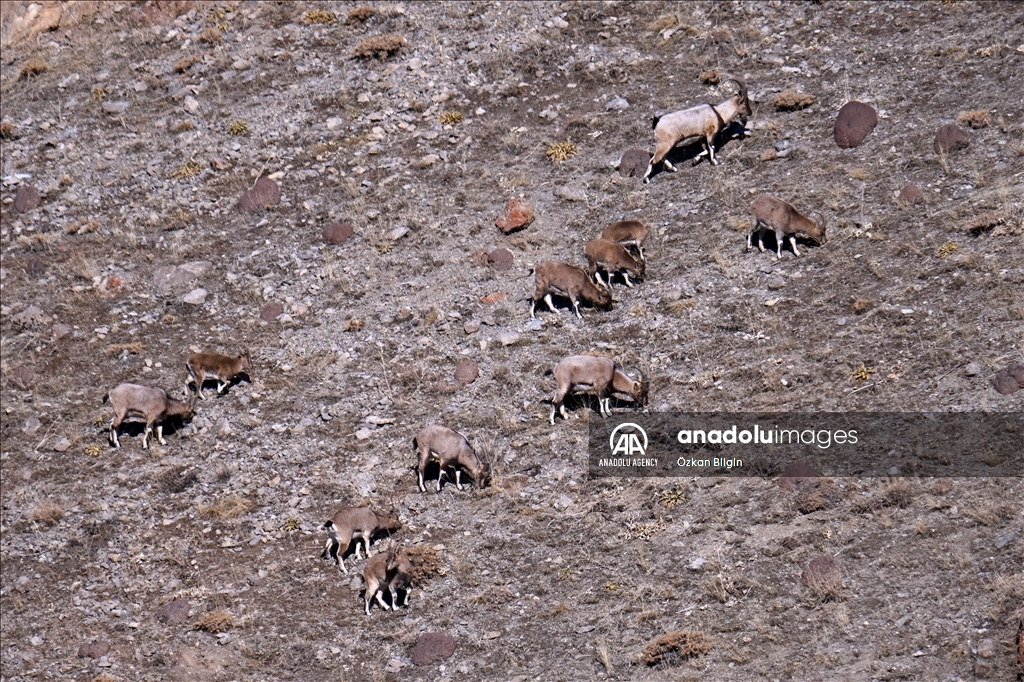 Wild goat population grows in eastern Turkiye