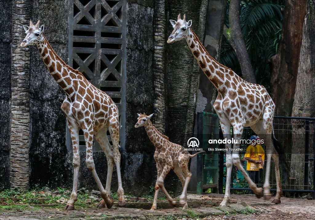 Cakarta'daki Ragunan Vahşi Yaşam Parkı yeni zürafa yavrusu Rajaka’yı ağırlıyor
