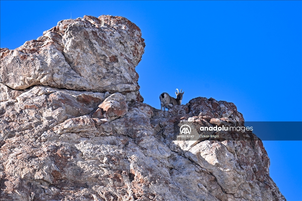 Wild goat population grows in eastern Turkiye