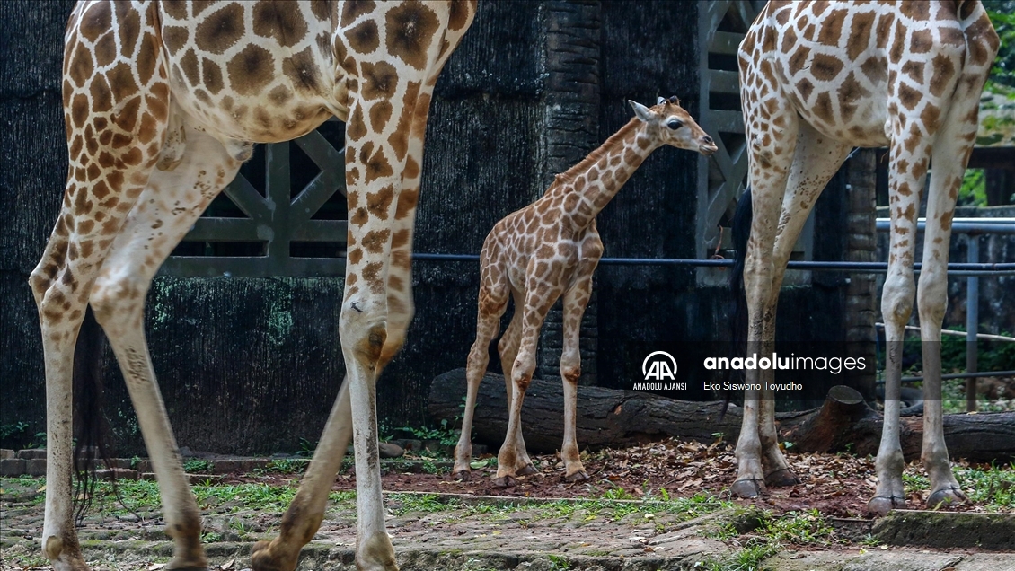 Cakarta'daki Ragunan Vahşi Yaşam Parkı yeni zürafa yavrusu Rajaka’yı ağırlıyor