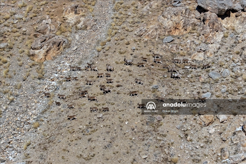 Wild goat population grows in eastern Turkiye