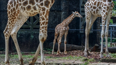 Cakarta'daki Ragunan Vahşi Yaşam Parkı yeni zürafa yavrusu Rajaka’yı ağırlıyor