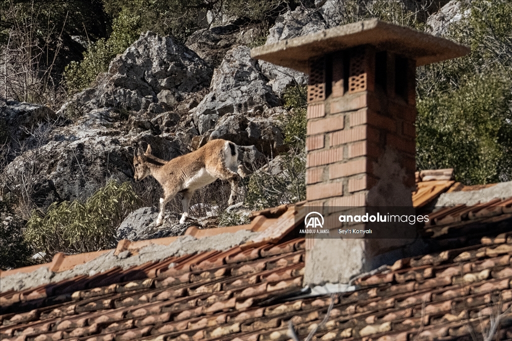 Akseki ilçesinin davetsiz misafirleri