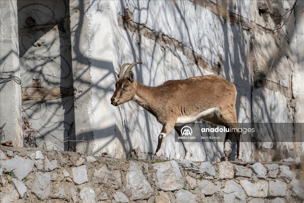 Akseki ilçesinin davetsiz misafirleri