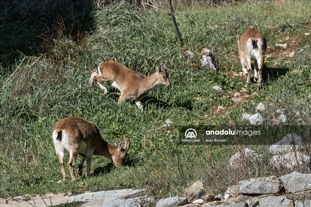 Akseki ilçesinin davetsiz misafirleri