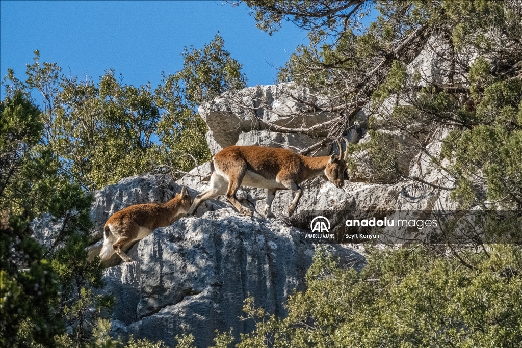 Akseki ilçesinin davetsiz misafirleri
