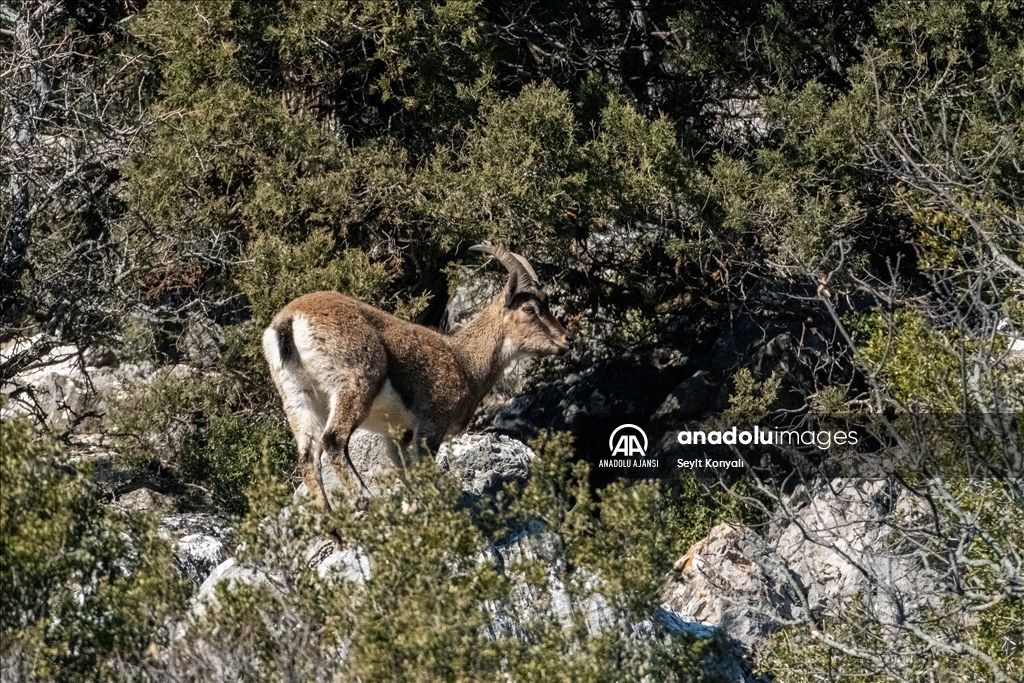 Akseki ilçesinin davetsiz misafirleri