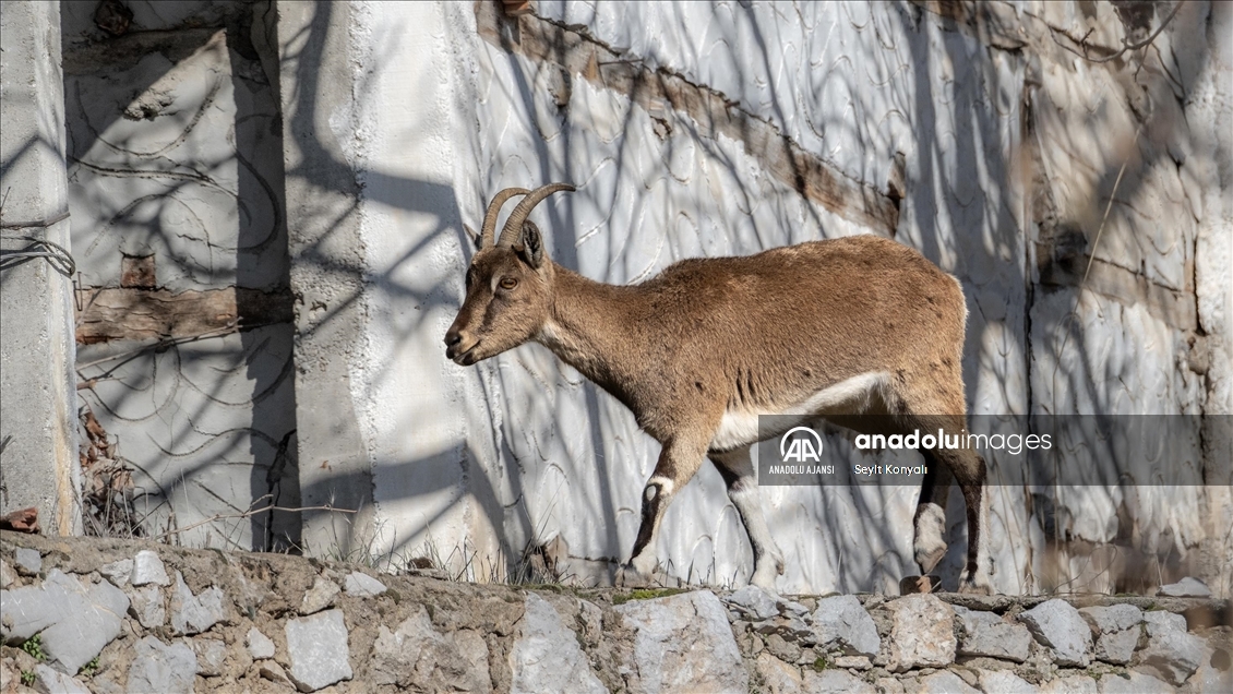Akseki ilçesinin davetsiz misafirleri