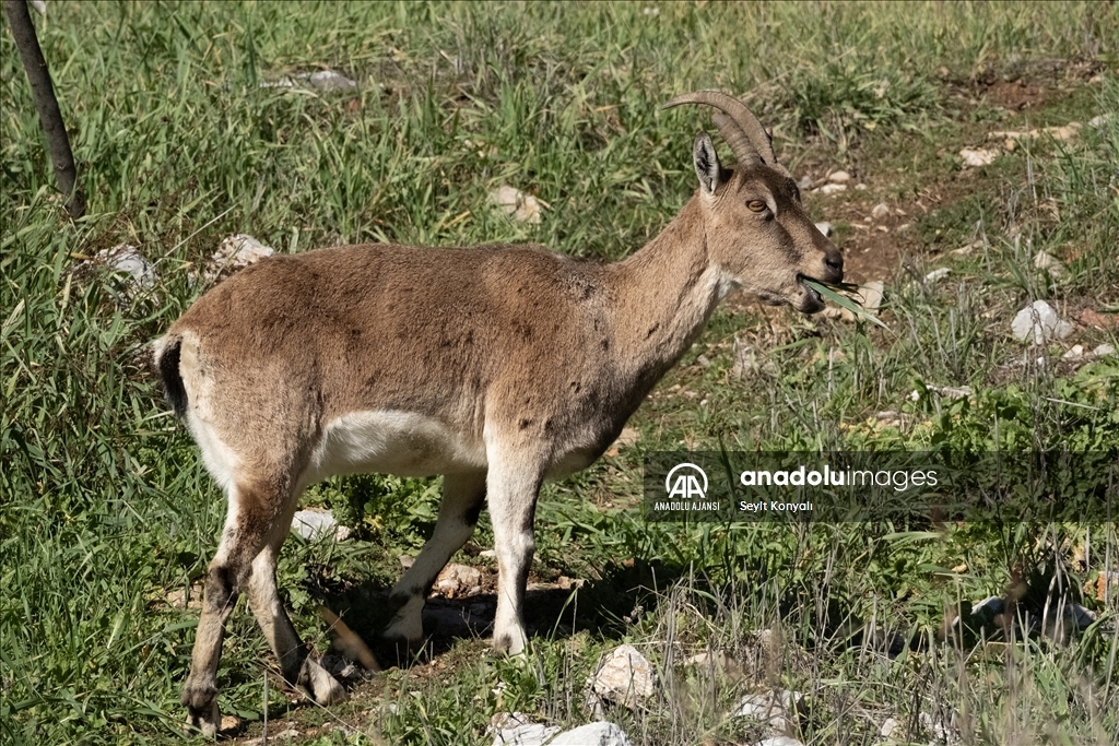 Akseki ilçesinin davetsiz misafirleri