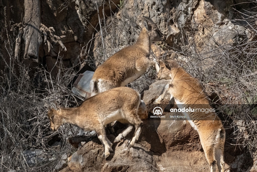 Akseki ilçesinin davetsiz misafirleri