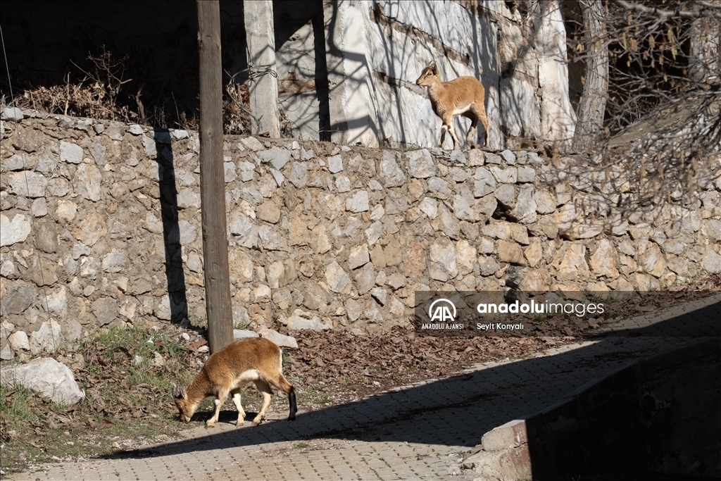 Akseki ilçesinin davetsiz misafirleri