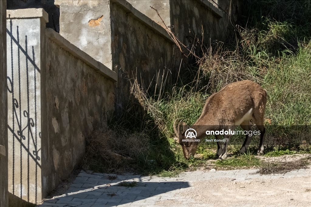 Akseki ilçesinin davetsiz misafirleri