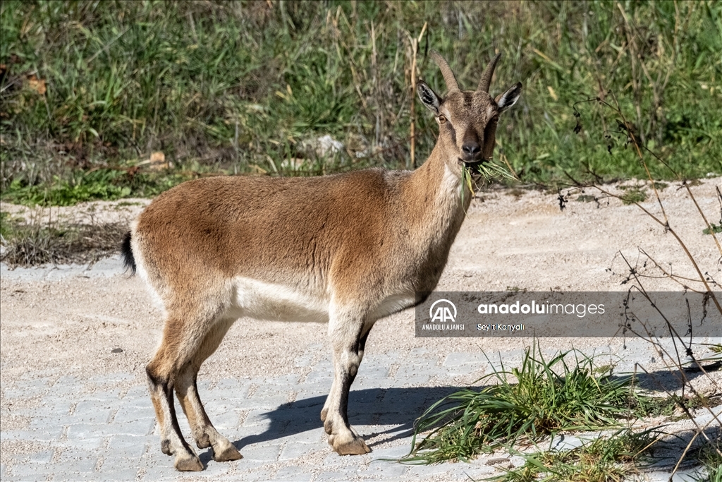 Akseki ilçesinin davetsiz misafirleri