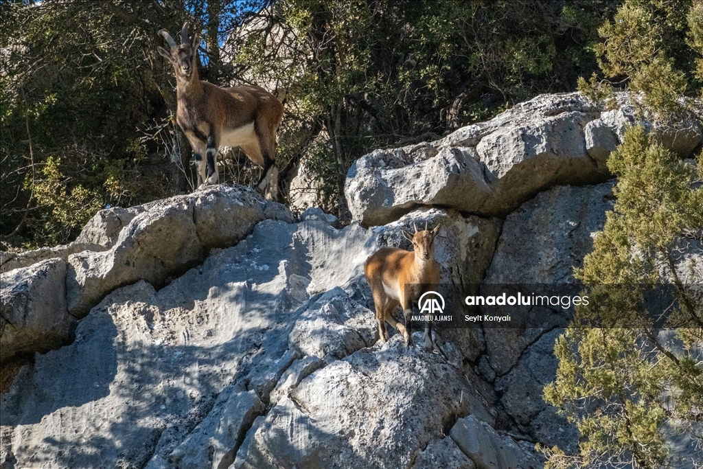 Akseki ilçesinin davetsiz misafirleri
