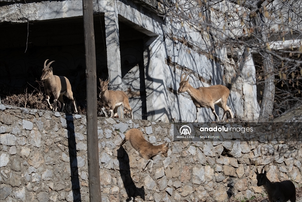 Akseki ilçesinin davetsiz misafirleri