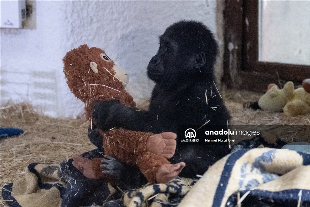 The gorilla cub captured at Istanbul Airport named "Zeytin"