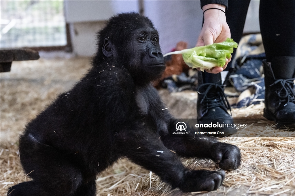 The gorilla cub captured at Istanbul Airport named "Zeytin"
