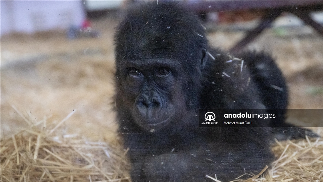 The gorilla cub captured at Istanbul Airport named "Zeytin"