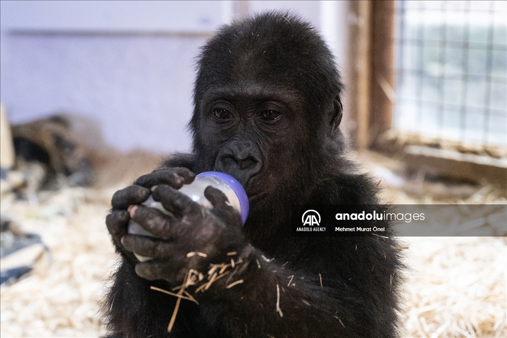 The gorilla cub captured at Istanbul Airport named "Zeytin"