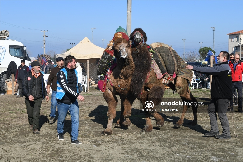 Çanakkale'de "12. Geleneksel Lapseki Folklorik Deve Gösterisi" düzenlendi