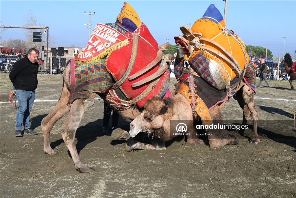 Çanakkale'de "12. Geleneksel Lapseki Folklorik Deve Gösterisi" düzenlendi