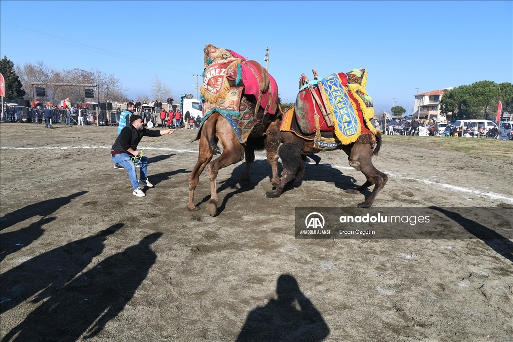 Çanakkale'de "12. Geleneksel Lapseki Folklorik Deve Gösterisi" düzenlendi