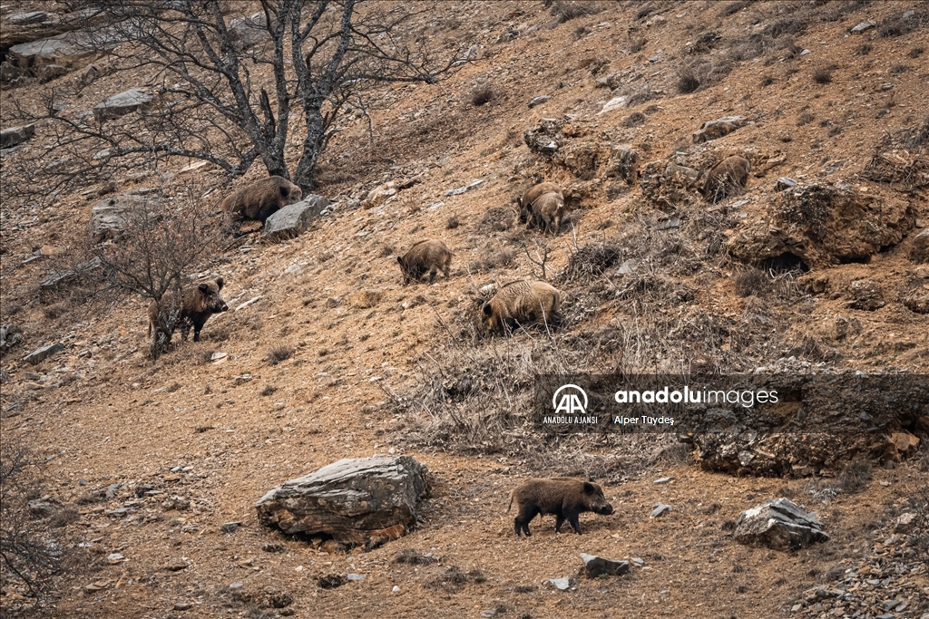 Tunceli'nin zengin yaban hayatı