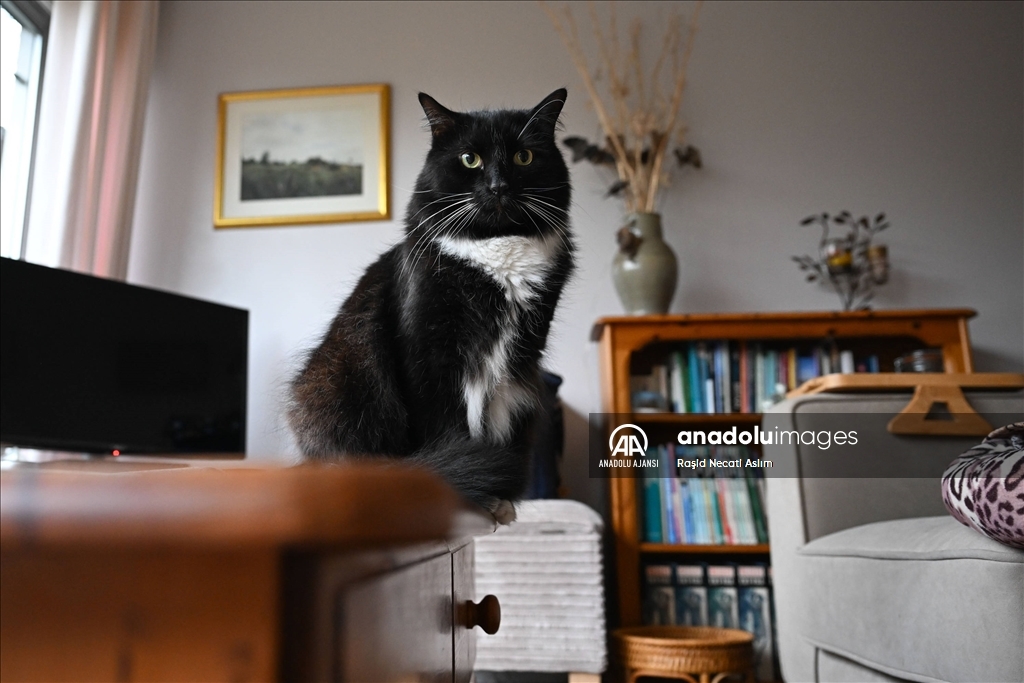 Londra'nın sahipsiz kedi ve yaralı vahşi kuşları iki arkadaşa emanet