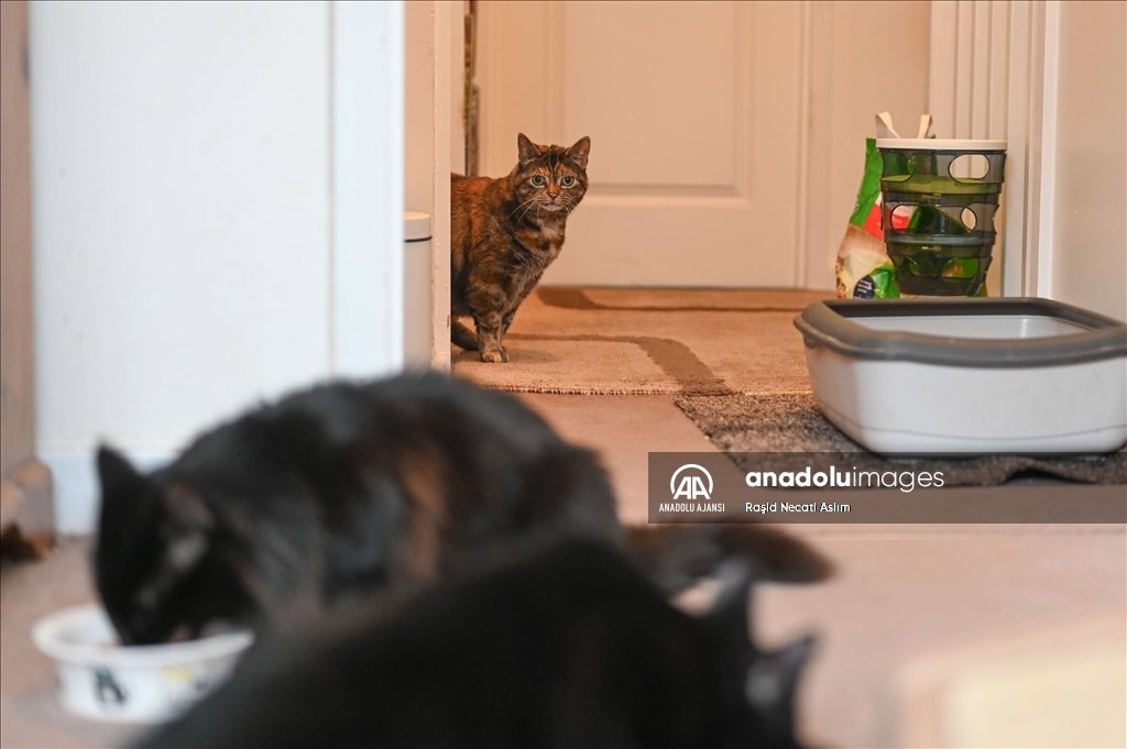 Londra'nın sahipsiz kedi ve yaralı vahşi kuşları iki arkadaşa emanet