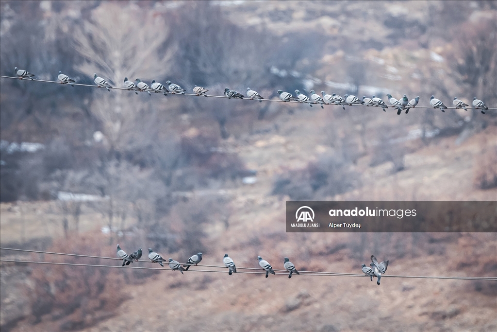 Tunceli'nin zengin yaban hayatı