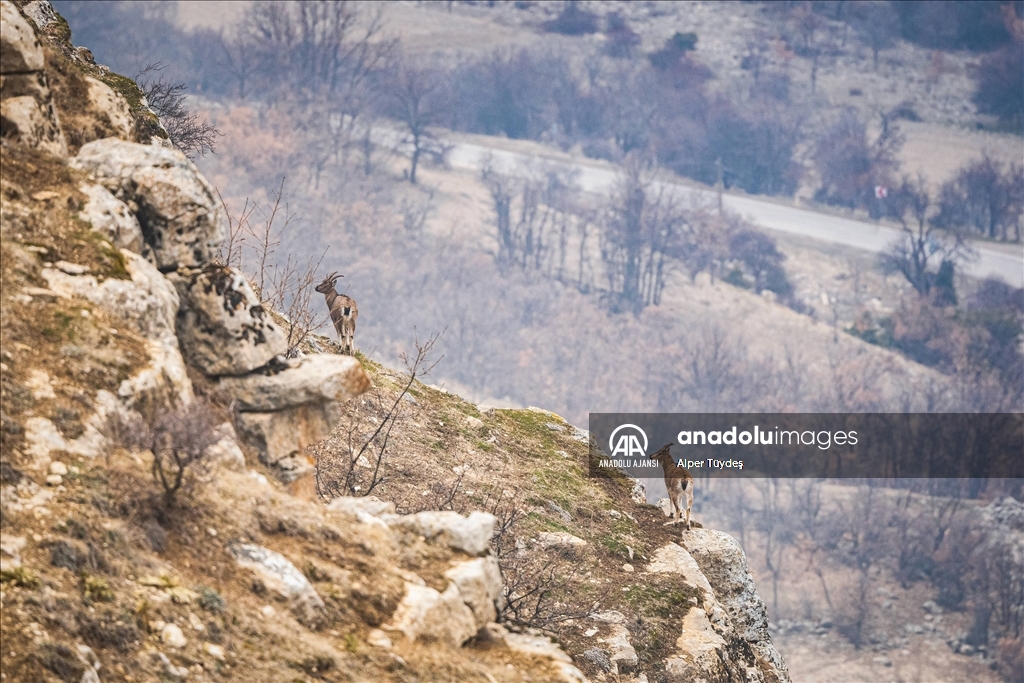 Tunceli'nin zengin yaban hayatı