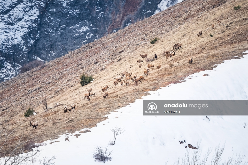 Tunceli'nin zengin yaban hayatı