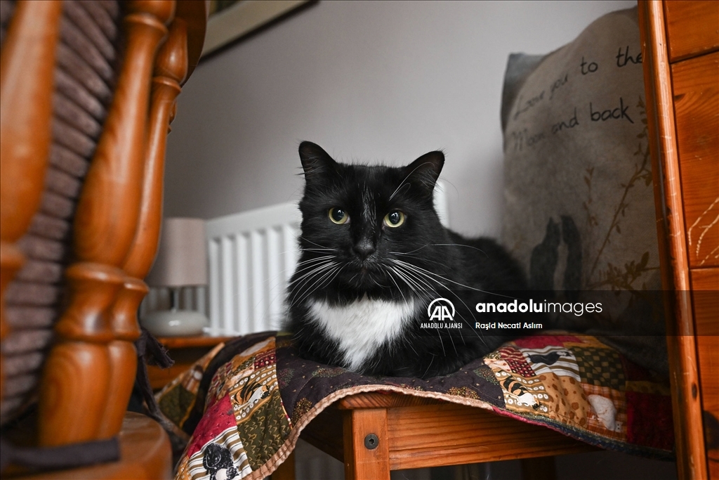 Londra'nın sahipsiz kedi ve yaralı vahşi kuşları iki arkadaşa emanet