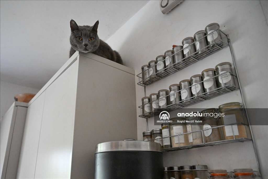 Londra'nın sahipsiz kedi ve yaralı vahşi kuşları iki arkadaşa emanet