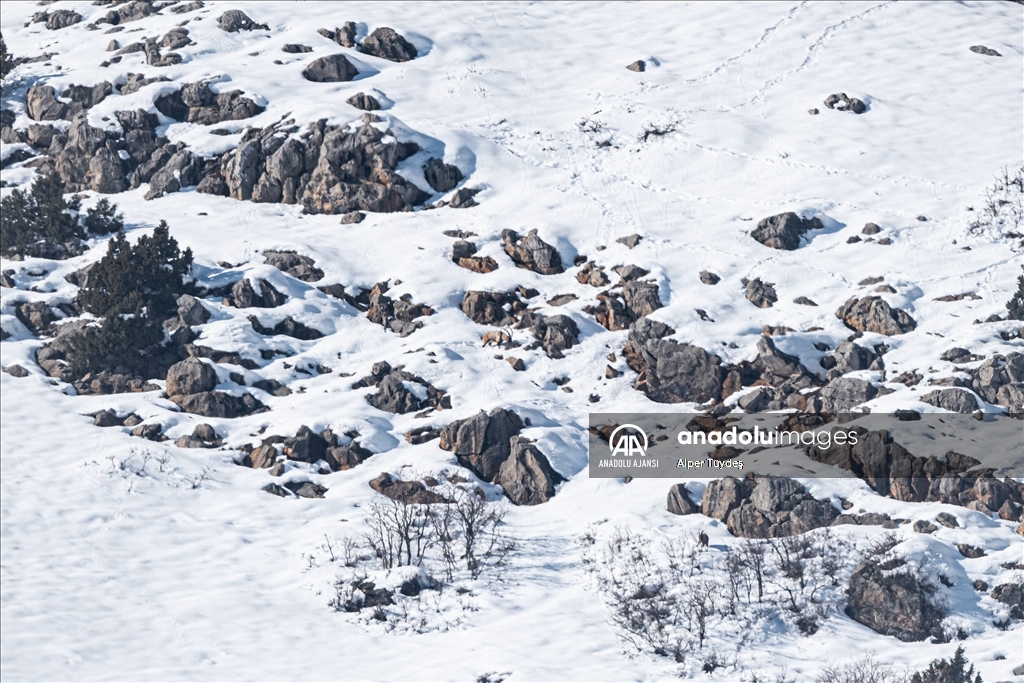 Tunceli'nin zengin yaban hayatı