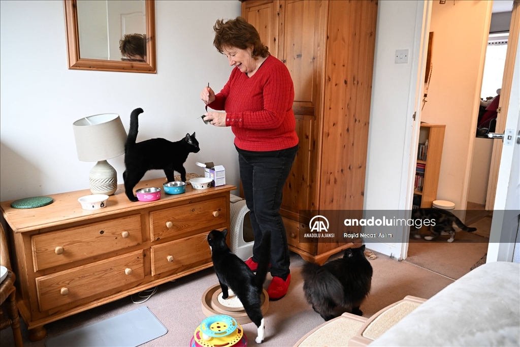 Londra'nın sahipsiz kedi ve yaralı vahşi kuşları iki arkadaşa emanet