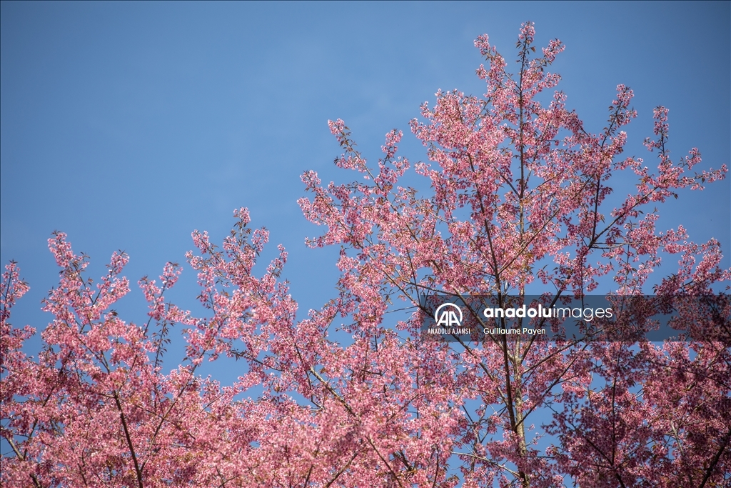 Tayland'daki Doi Suthep Dağı'nın en yüksek köyü Khun Chang Khian'da sakura çiçekleri açtı