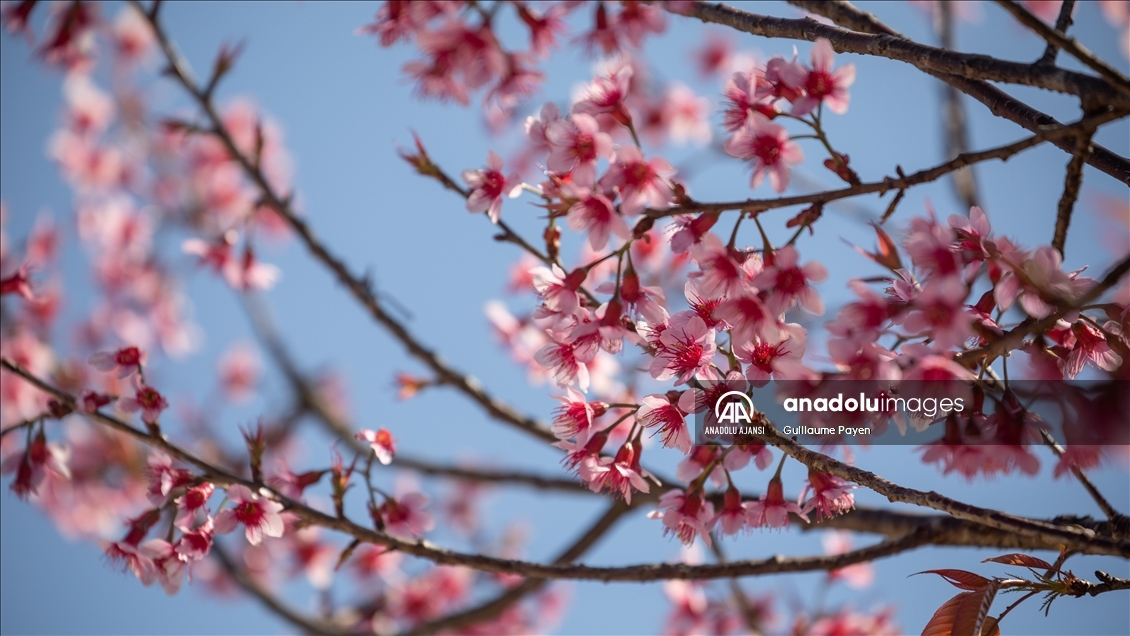 Tayland'daki Doi Suthep Dağı'nın en yüksek köyü Khun Chang Khian'da sakura çiçekleri açtı