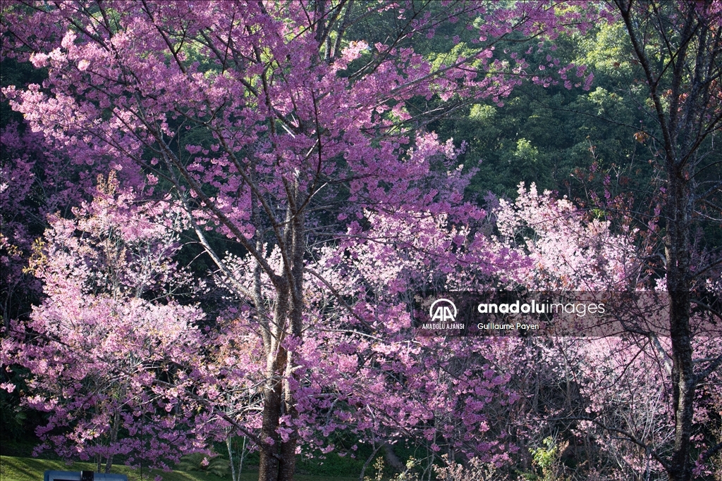 Tayland'daki Doi Suthep Dağı'nın en yüksek köyü Khun Chang Khian'da sakura çiçekleri açtı