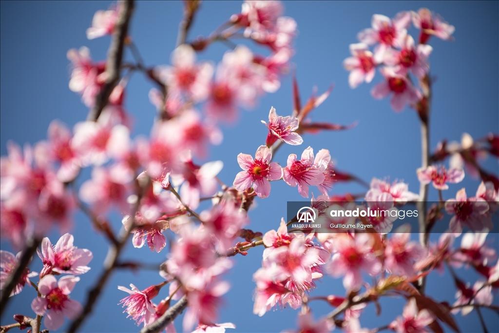 Tayland'daki Doi Suthep Dağı'nın en yüksek köyü Khun Chang Khian'da sakura çiçekleri açtı