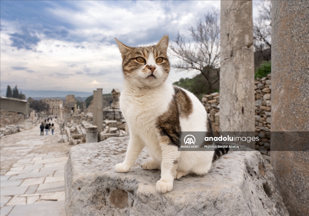 Turkiye's ancient city of Ephesus welcomed over 2.5 million visitors in 2024