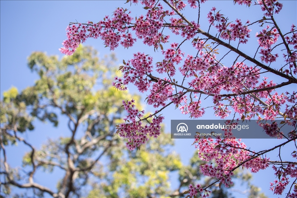 Tayland'daki Doi Suthep Dağı'nın en yüksek köyü Khun Chang Khian'da sakura çiçekleri açtı