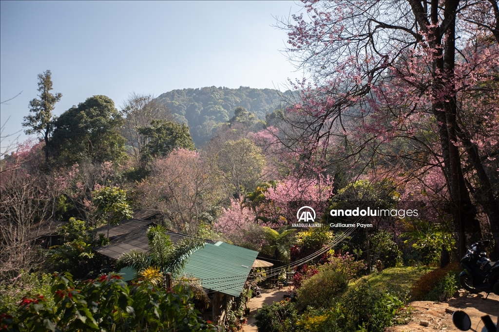 Tayland'daki Doi Suthep Dağı'nın en yüksek köyü Khun Chang Khian'da sakura çiçekleri açtı