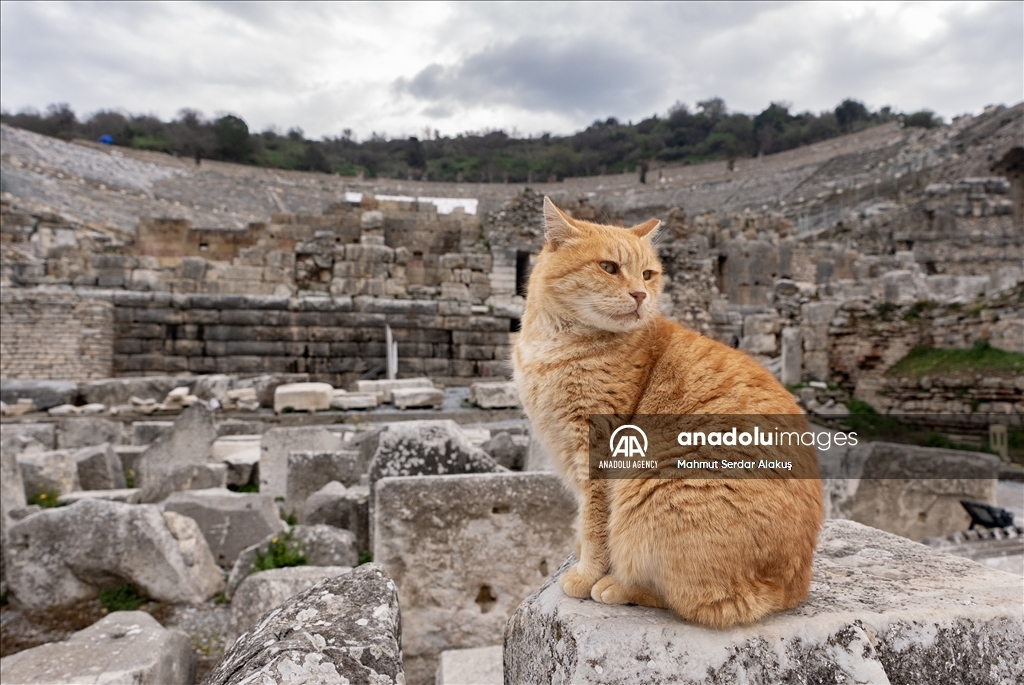 Turkiye's ancient city of Ephesus welcomed over 2.5 million visitors in 2024