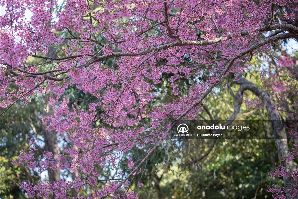 Tayland'daki Doi Suthep Dağı'nın en yüksek köyü Khun Chang Khian'da sakura çiçekleri açtı