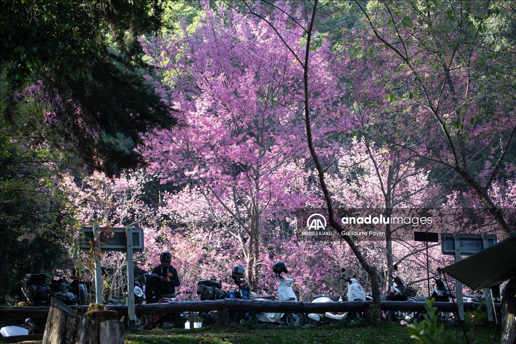 Tayland'daki Doi Suthep Dağı'nın en yüksek köyü Khun Chang Khian'da sakura çiçekleri açtı